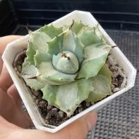 ราคา Agave Isthmensis Ohi Raijin Variegata ขนาดกระถาง 3 นิ้ว กุหลาบหิน ไม้อวบน้ำ (8799592029)