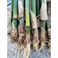 ราคา กิ่งพันธุ์ไผ่กิมซุงกิ่งละ25บาทสั่ง10กิ่งแถม2กิ่งสั่ง20แถม5 (10261773287)