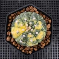 ราคา กระบองเพชร แอสโตรด่าง (ส่งเคาะราก) (18863954394)