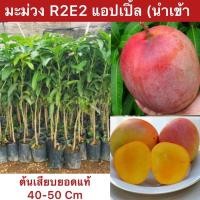 ราคา ต้นมะม่วง R2E2 เสียบยอดแท้ นำเข้าออสเตรเลีย (ต้นมะม่วงแอปเปิล) ต้นสูงประมาน 40-50 Cm. (16418783563)