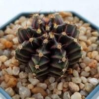 ราคา Cake Cactus Farm กระบองเพชร Gymnocalycium mihanovichii ' ม่วงพราว ' ยิมโนลูกผสม ยอดม่วง มีเชื้อด่าง (8645945819)
