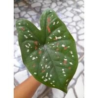 ราคา บอนสี สาวน้อยปะแป้ง ต้นลูก (22880581296)