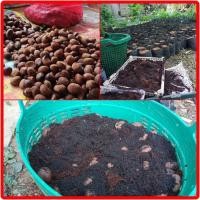 ราคา เม็ดเมล็ดทุเรียนป่าทุเรียนนก (28639305756)