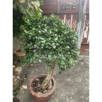 ราคา ต้นไทรช้อนเงินช้อนทองใหญ่พิเศษ (17396852925)