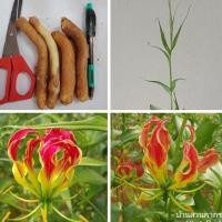 ราคา 10หัว ดองดึง หัวฟาน, หัวขวาน, พันมหา (อีสาน) Gloriosa Superba พร้อมปลูก (8222066708)