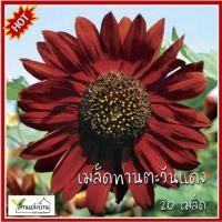 ราคา 20 เมล็ด ทานตะวันสีแดงกำมะหยี่ Velvet Queen Sunflower เมล็ดทานตะวัน (4456534002)