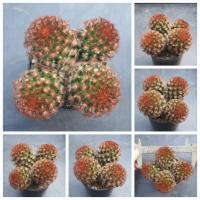 ราคา แมม คามิเน่แดง ฟอร์มกอ ❤️ (49054028636)