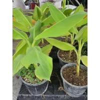 ราคา กล้วยแดงอินโด ใบเขียว ลุ้น ผลแดง จากแม่พันธุ์แดงอินโด สูง30ซม. (10891507524)