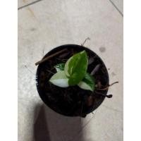 ราคา ต้นโชคเก้าชั้นด่างสวย (10836940043)