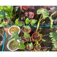 ราคา บอนกระดาดด่าง บอนกระดาษด่าง (11661809659)