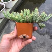 ราคา เก๋งจีน กระบองเพชร ส่งทั้งกระถาง (2218296033)