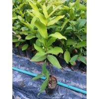 ราคา ต้นชมพู่ทับทิมจันทร์ ต้นกิ่งตอน (5560454850)