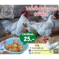 ราคา ไข่เชื้อโร๊ดไอส์แลนด์ไวท์ (RW) สายพันธุ์แท้ ไข่สำหรับฟัก (21674399896)
