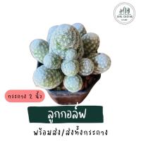 ราคา แมมลูกกอล์ฟ (Mammillaria Humboldtii) ลำต้นทรงกลม โตเร็ว แต่หน่อเป็นโกเวอร์ (21588352641)