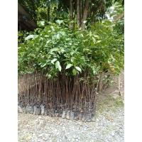 ราคา ต้นตะเคียนทองไม้ป่าไม้เศรษฐกิจ(ขั้นต่ำ2ต้นขึ้นไปค่ะ) (40417670693)