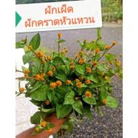 ราคา ผักเผ็ด​ ผักคราดหัวแหวน​ เป็นสมุนไพร​พื้นบ้าน​ ชุด​ 20 กิ่่ง​ (44456596235)