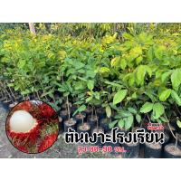 ราคา ต้นเงาะโรงเรียน แบบติดตา ให้ผลผลิตไว เนื้อเงาะหนา หวาน กรอบ ร่อน (14788081627)