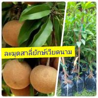 ราคา ต้นพันธุ์ละมุดสาลี่ยักษ์เวียดนาม กิ่งตอน รากแน่น โตไว ต้นแข็งแรงพร้อมปลูก (6836979168)