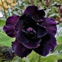 ราคา 4 เมล็ด ชวนชม สายพันธุ์ Perry สีดำ กุหลาบทะเลทราย Desert Rose Adenium Seeds (23871436610)