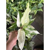 ราคา ต้นโชคเก้าชั้นด่าง โชคเก้าชั้นด่าง / Anthurium Renaissance ในกระถาง 4 นิ้ว (29152064673)