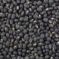 ราคา 35 เมล็ด เมล็ดพันธุ์ ถั่วแขกพม่าผิวดำ ถั่วแขกพม่า Common bean Seeds (44422568286)