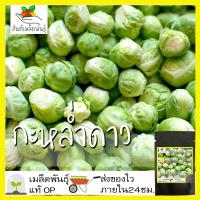 ราคา เมล็ดพันธุ์ กะหล่ำดาว 250เมล็ด Brussels sprouts Seed เมล็ดพันธุ์แท้100% นำเข้าจากต่างประเทศ ปลูกผัก สวนครัว ผัดกะหล่ำดาว (5644574287)