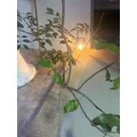 ราคา บูชากาฝากไม้พยุงพร้อมส่ง (51153933821)