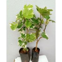 ราคา ต้นเล็บครุฑด่าง หรือเล็บครุฑกระจก ไม้ประดับ ไม้มงคล ส่งทั้งถุงชำ (12095585914)