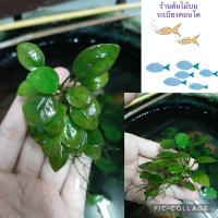 ราคา อนูเบียส anubius ไม้น้ำ ไม้ประดับตู้ปลา พืชน้ำ (24952978364)