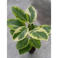 ราคา ต้นยางอินเดียด่างเหลือง (10114010901)