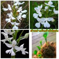 ราคา (5ต้น) (ขาย ต้นพันธุ์) ต้น ดอก นางอั้งน้อย นางอั้วน้อย นางอั้ว กล้วยไม้ดิน ในตระกูลนางอั้ว กล้วยไม้ เบนซ์ ป้าแมว (3363362063)