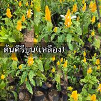 ราคา ต้นคีรีบูน(เหลือง)ดอกคล้ายกุ้งมีสีเหลืองสวยงาม (27240964519)