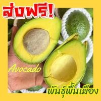 ราคา Avocado อโวคาโด =ขนาด 3 กิโลกรัม= แก่จัด พันธุ์พื้นเมือง อโวคาโด้ อโวคาโด อะโวคาโดสด อโวคาโดสดจากสวนบนดอย (28287835459)