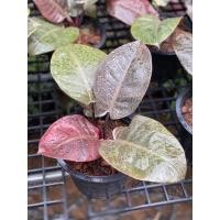 ราคา ต้นกุมารดำเรียกทรัพย์ แบล็คคาดินัล ต้นไม้ฟอกอากาศในบ้าน (3249835654)