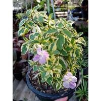 ราคา ต้นบุษบาพารวย​ ไม้มงคลปลูกเสริมความมั่งคั่งร่ำรวย (6280006797)