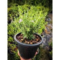 ราคา ต้นนีออนแคะดอกสีม่วง (5772954989)