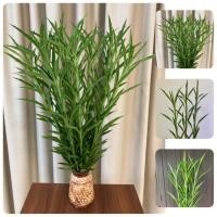 ราคา ไผ่กวนอิมใบเล็ก ไม้มงคล ไม้ประดับ 10-20 ต้น (12455833679)