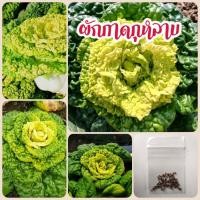 ราคา ผักกาดกุหลาบ 100 เมล็ด เมล็ดผัก ผักกาด (22129048116)