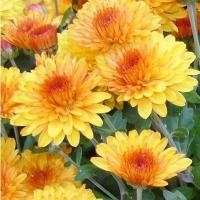 ราคา เมล็ดพันธุ์ดอกไม้ ดอกเบญจมาศ คละสี ขาว ชมพู เหลือง แดง โปรโมชั่นเฉพาะเดือนนี้ เมล็ด ดอกไม้ มีปลายทาง (11762436840)