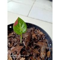 ราคา ❌❌ปิด❌❌ชายชลแท้/บอนสีชายชลแท้ไซส์เบบี๋/รากแน่นต้นแข็งแรง/กัดสีแล้วส่งต้นในรูป (12012859347)