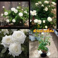ราคา (1ต้น) ดอก ต้น กุหลาบ ตัดดอก โป้บจอห์นปอล 2 ที่ สอง สีขาว POPE JOHN PAUL ll rose buncha (16084205616)