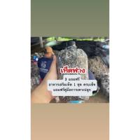 ราคา ก้อนเชื้อเห็ดฟาง 3 + แถมฟรีคู่มือ + แถมฟรีอาหารเสริมเห็ด 1 ชุด ครบเซ็ท (41555287319)