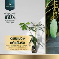 ราคา ต้นมะม่วงแก้วลืมรัง สูง 60-140 cm. (ต้นเล็ก) ผลดิบกรอบหวานมันปนเปรี้ยวนิดๆ ผลสุกรสชาติหอมหวาน (23946777276)