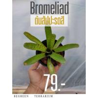 ราคา ต้นสัปปะรดสี Bromeliad (24265393776)