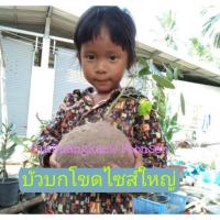 ราคา บัวบกโขด บกโขด ไซส์ใหญ่ ทุกหัวมีใบสวยทุกหัวค่ะ (5743785081)