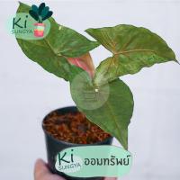 ราคา ต้นออมทรัพย์ ต้นไม้มงคล ต้นไม้จิ๋ว (17601291573)