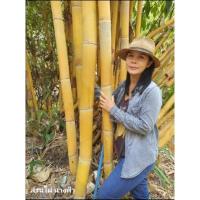 ราคา ไผ่สีทองไผ่มงคล ไผ่ทอง ไผ่สวยงาม ไม้มงคล (16567295044)