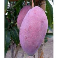 ราคา กิ่งพันธุ์มะม่วงน้ำดอกไม้สีม่วง กิ่งทาบ 90ซม. (9079350386)