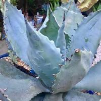 ราคา หน่อต้นอากาเว่​ Agave​ Colorata (20073422433)