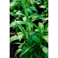 ราคา ทารากอน Tarragon / ขนาดถุง4*8 สมุนไพรฝรั่ง (16524764547)